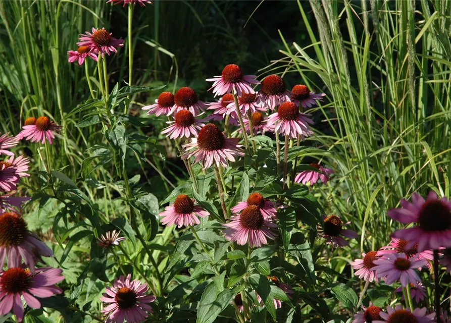 Garten-Scheinsonnenhut 'Magnus'