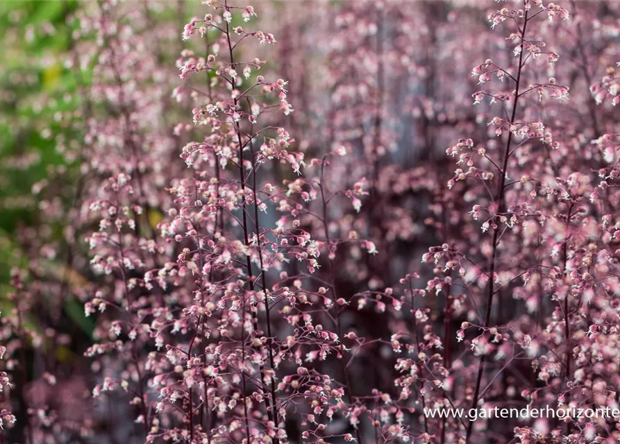 Garten-Silberglöckchen 'Black Beauty'®