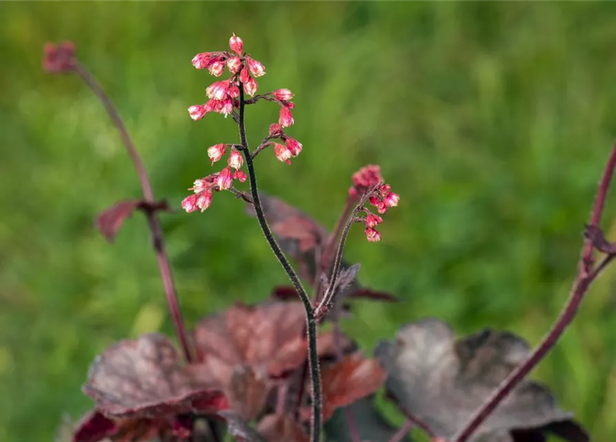 Garten-Silberglöckchen 'Melting Fire'