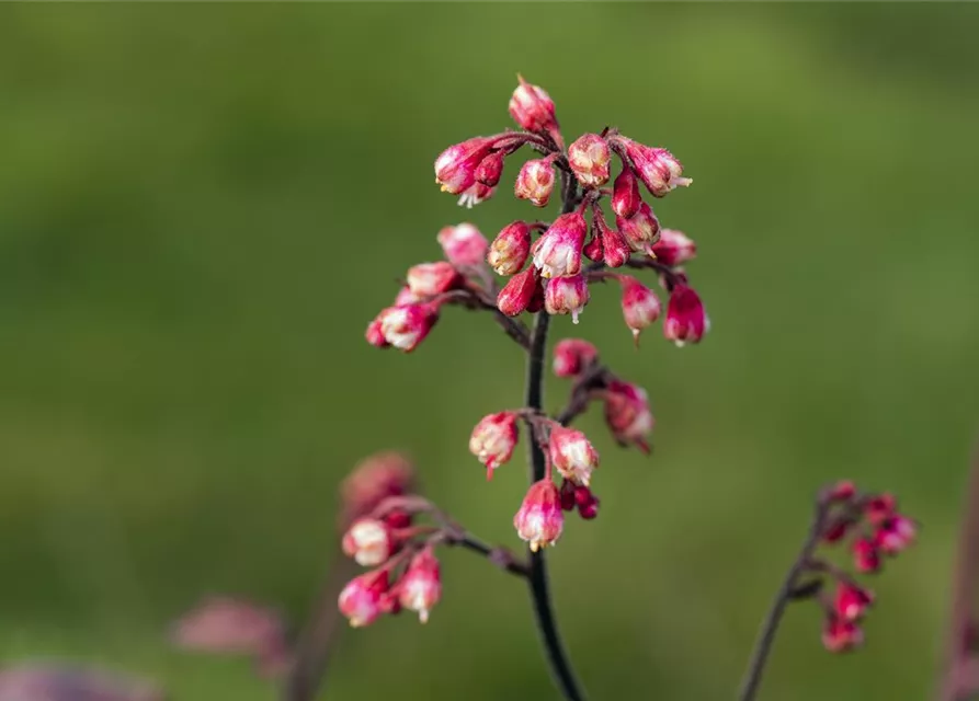 Garten-Silberglöckchen 'Melting Fire'