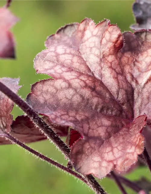 Garten-Silberglöckchen 'Melting Fire'