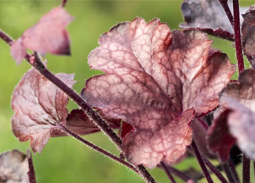 Garten-Silberglöckchen 'Melting Fire'