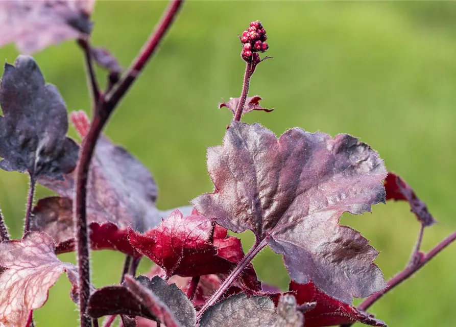 Garten-Silberglöckchen 'Melting Fire'