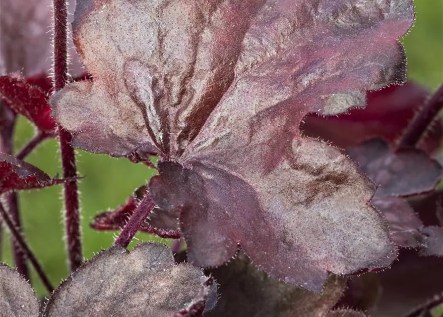 Garten-Silberglöckchen 'Melting Fire'