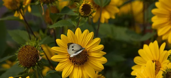 Garten-Stauden-Sonnenblume 'Capenoch Star'