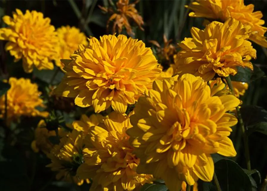 Garten-Stauden-Sonnenblume 'Loddon Gold'