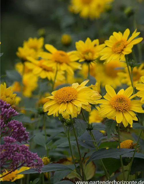 Garten-Stauden-Sonnenblume 'Meteor'