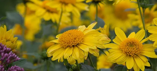 Garten-Stauden-Sonnenblume 'Meteor'