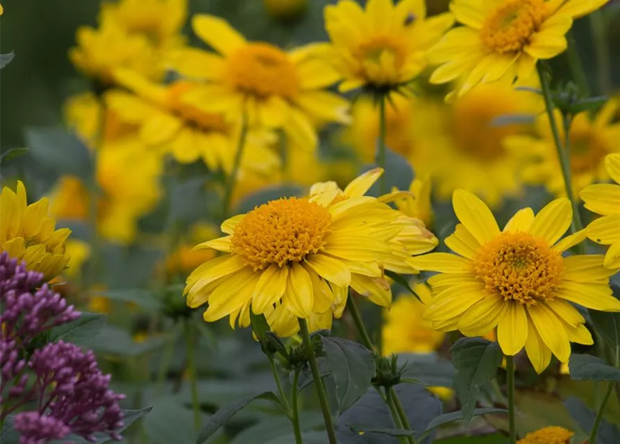 Garten-Stauden-Sonnenblume 'Meteor'