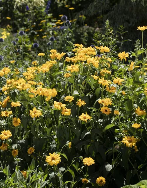 Garten-Stauden-Sonnenblume 'Meteor'