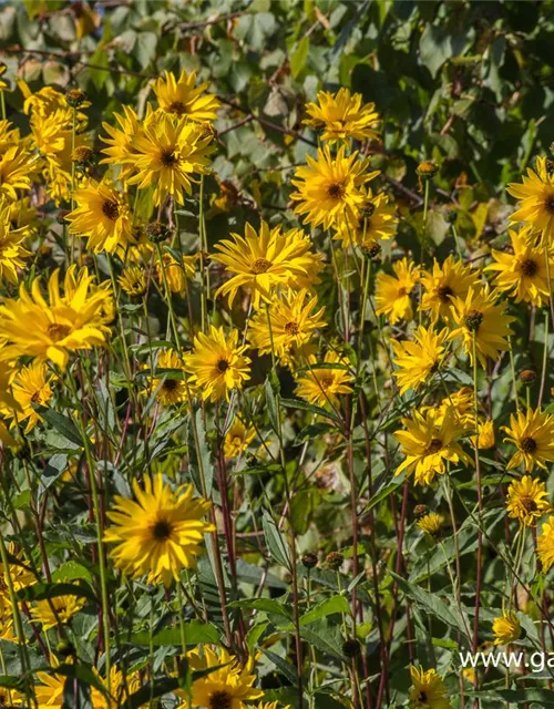 Garten-Stauden-Sonnenblume 'Monarch'