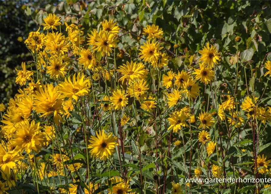 Garten-Stauden-Sonnenblume 'Monarch'