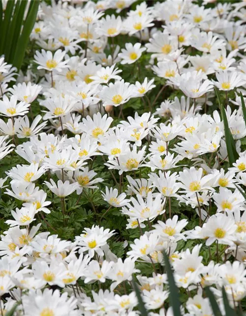 Garten-Strahlen-Windröschen 'White Splendour'