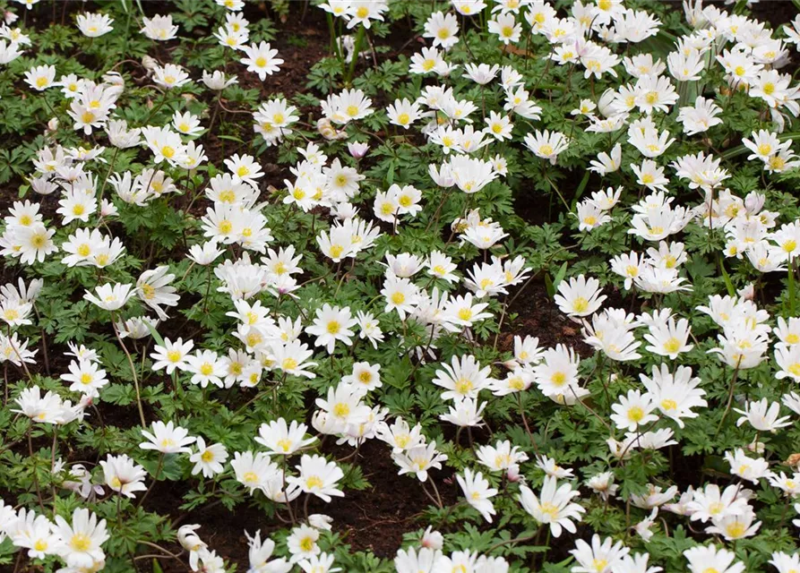 Garten-Strahlen-Windröschen 'White Splendour'