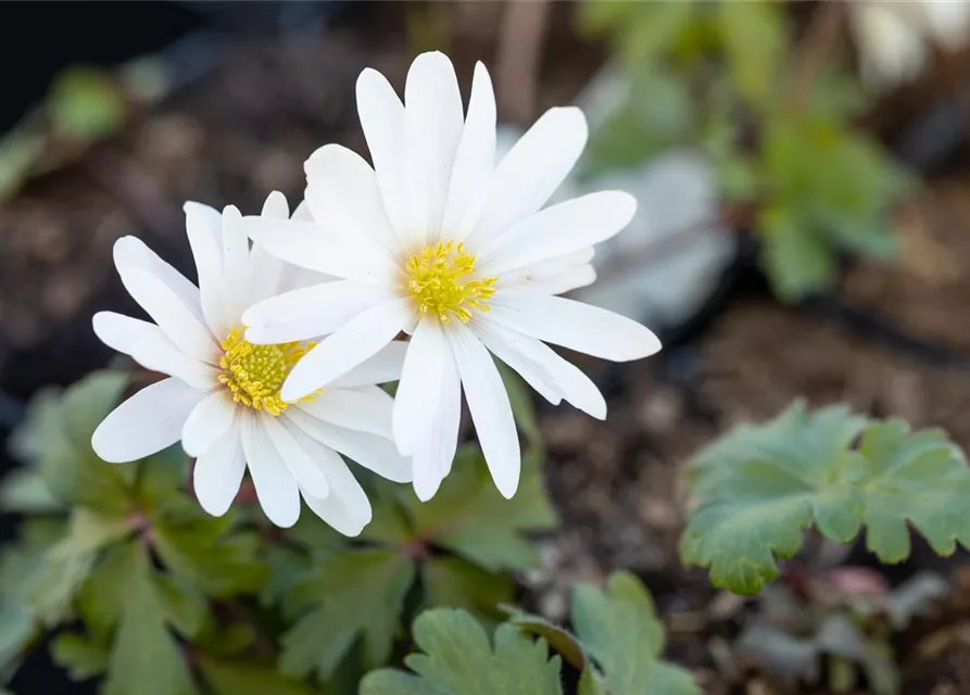 Garten-Strahlen-Windröschen 'White Splendour'