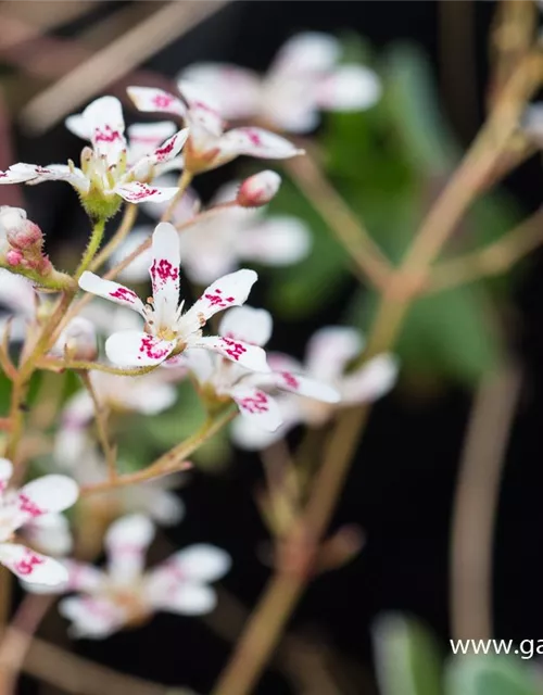 Garten-Strauch-Steinbrech 'Southside Seedling'