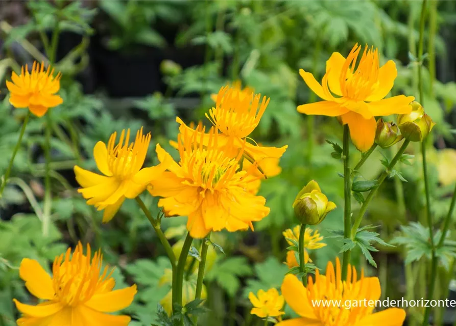 Garten-Trollblume 'Golden Queen'