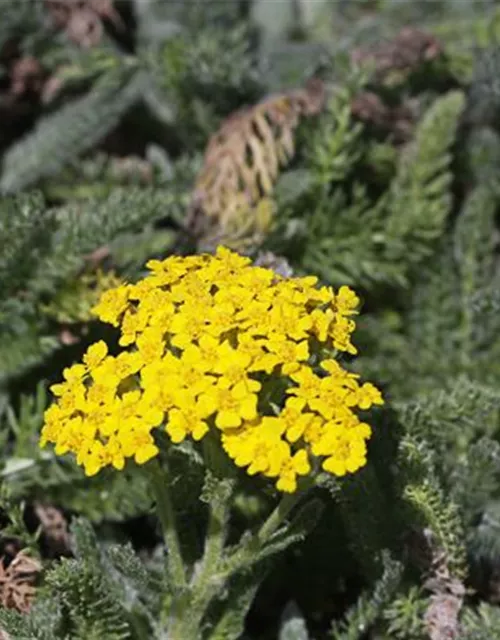 Garten-Teppich-Garbe 'Aurea'