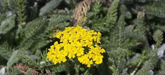 Garten-Teppich-Garbe 'Aurea'