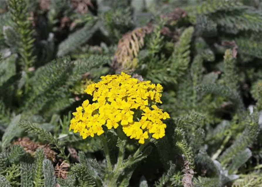 Garten-Teppich-Garbe 'Aurea'