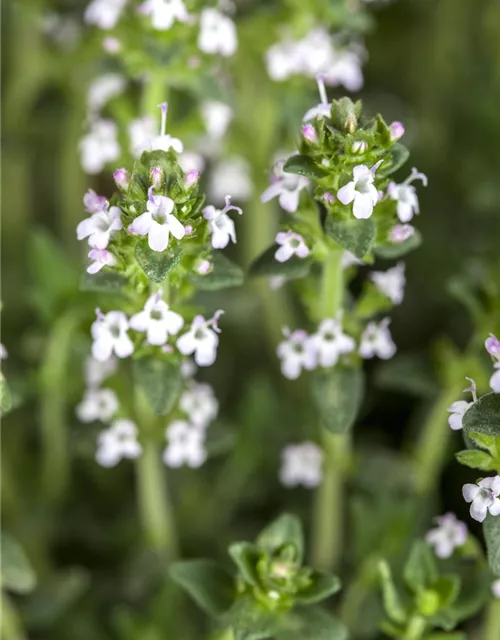 Garten-Thymian 'Albus'