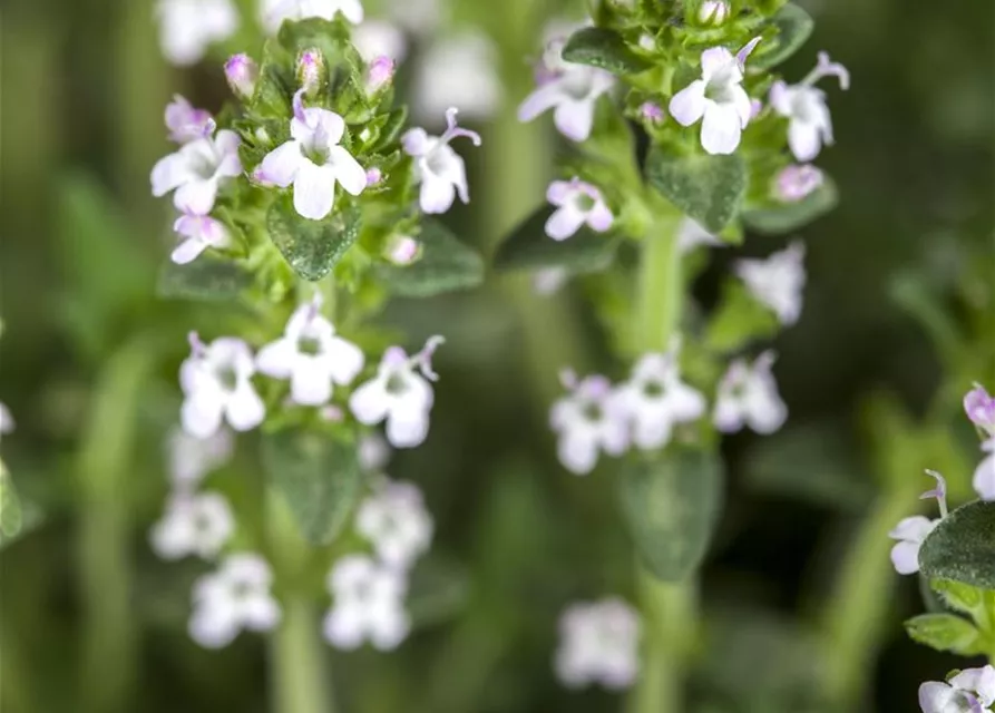 Garten-Thymian 'Albus'