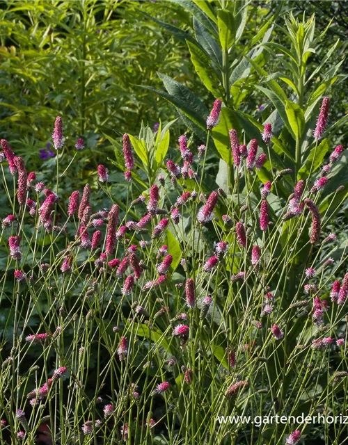 Garten-Wiesenknopf 'Pink Tanna'