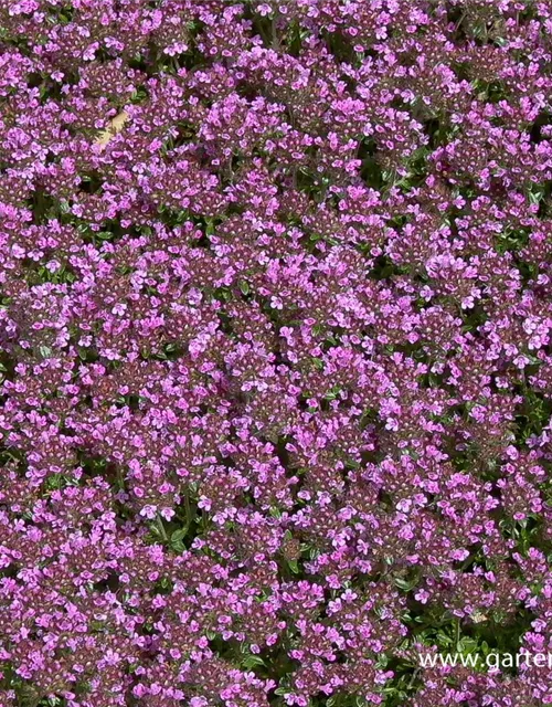 Garten-Thymian 'Coccineus'