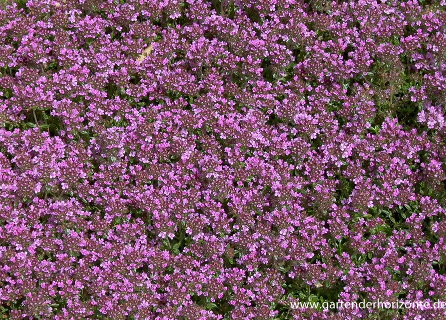 Garten-Thymian 'Coccineus'