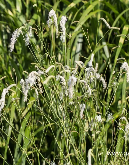 Garten-Wiesenknopf 'White Tanna'