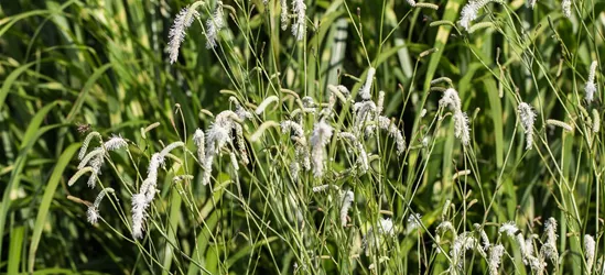 Garten-Wiesenknopf 'White Tanna'