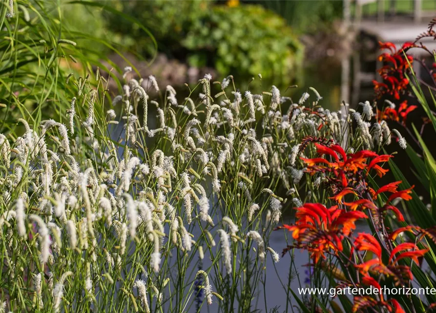 Garten-Wiesenknopf 'White Tanna'