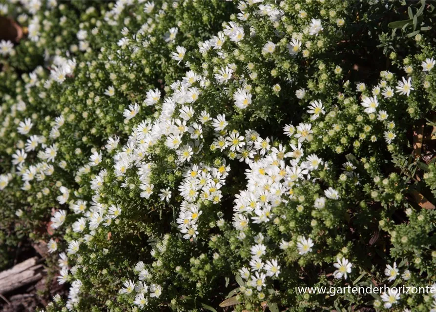 Garten-Teppich-Aster 'Snow Flurry'