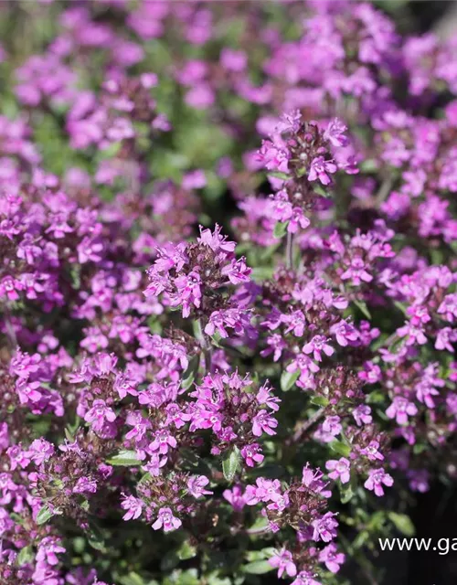 Garten-Thymian 'Red Carpet'