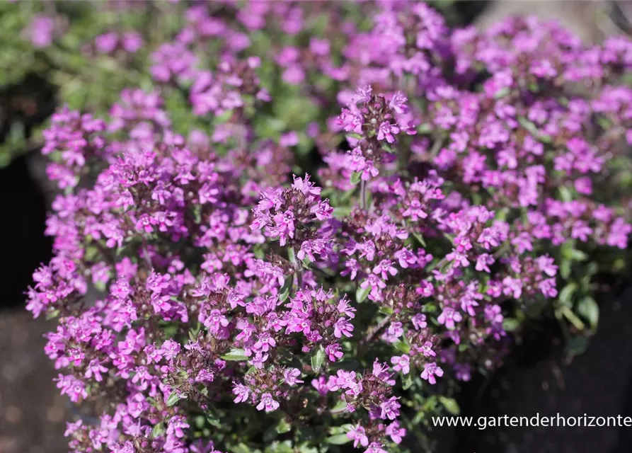 Garten-Thymian 'Red Carpet'