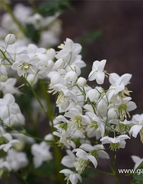 Garten-Wiesenraute 'Splendide White'®