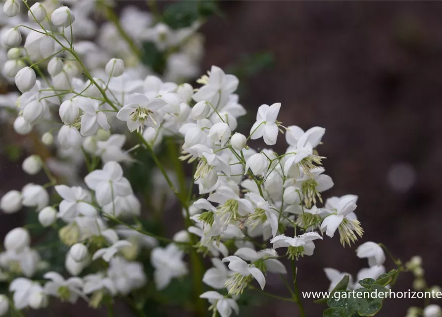 Garten-Wiesenraute 'Splendide White'®