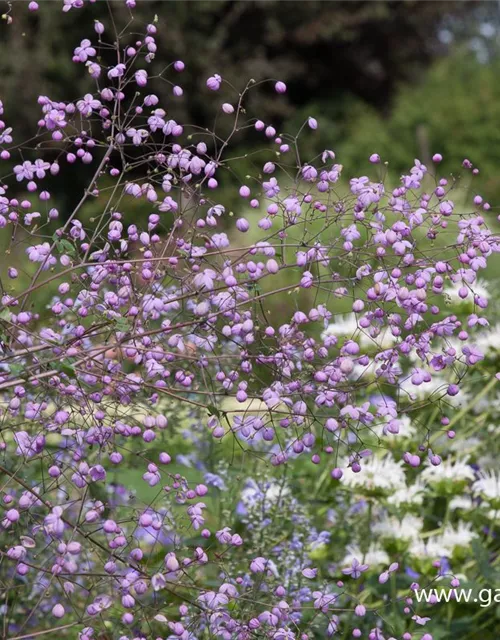 Garten-Wiesenraute 'Splendide'®