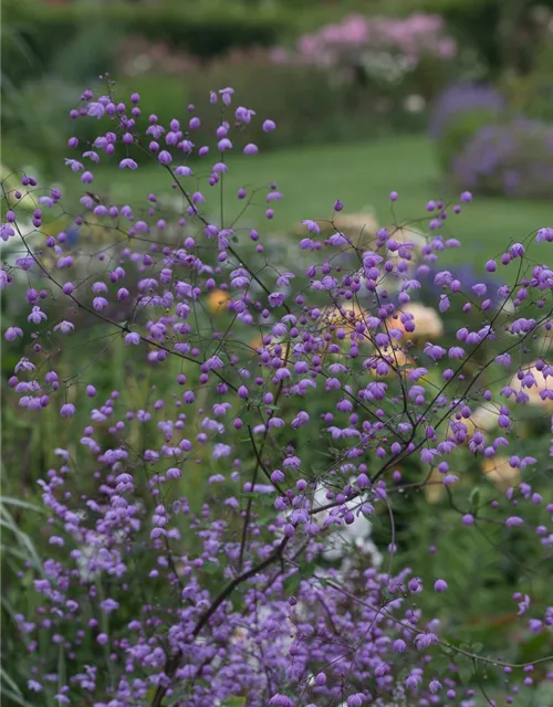 Garten-Wiesenraute 'Splendide'®