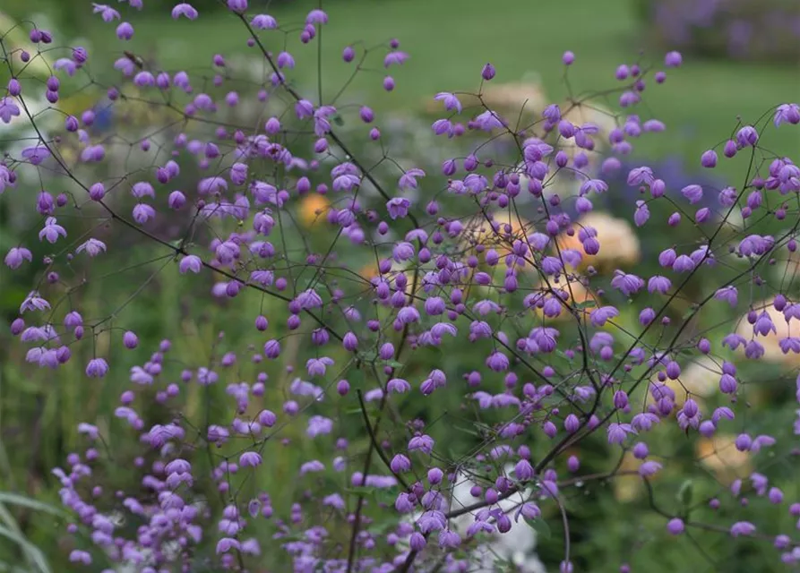 Garten-Wiesenraute 'Splendide'®