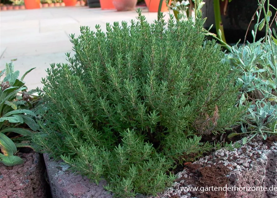 Gedrungener Garten-Thymian