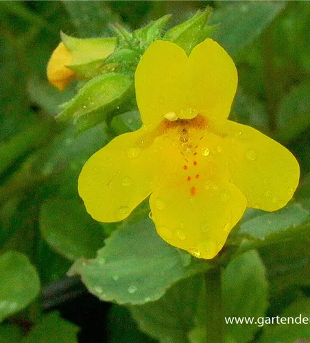 Gelbblühende Gauklerblume