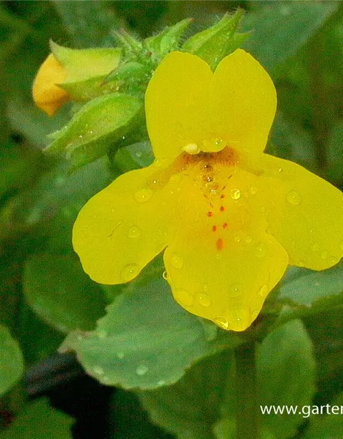 Gelbblühende Gauklerblume