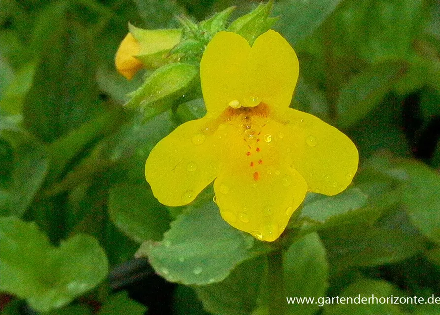 Gelbblühende Gauklerblume