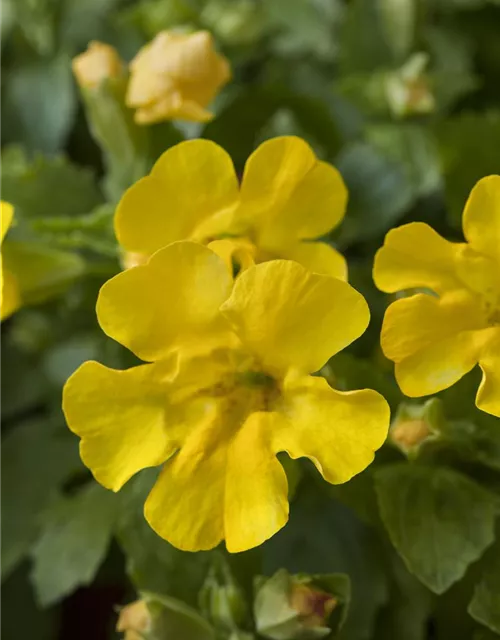 Gelbblühende Gauklerblume