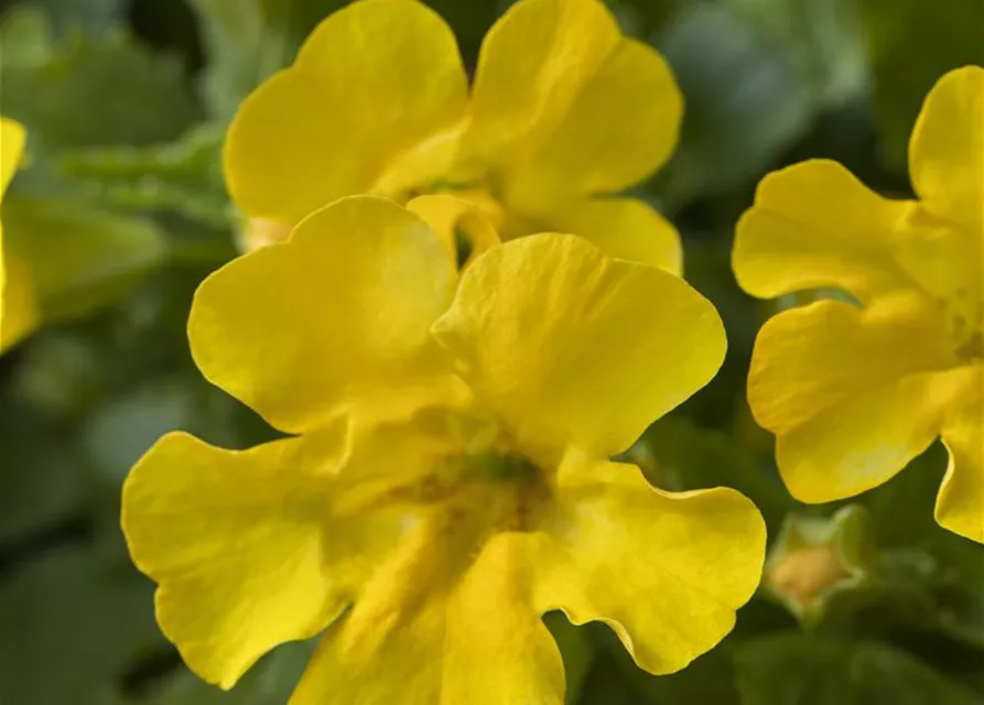 Gelbblühende Gauklerblume