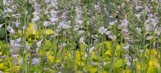 Gelblaubige Garten-Funkie 'August Moon'