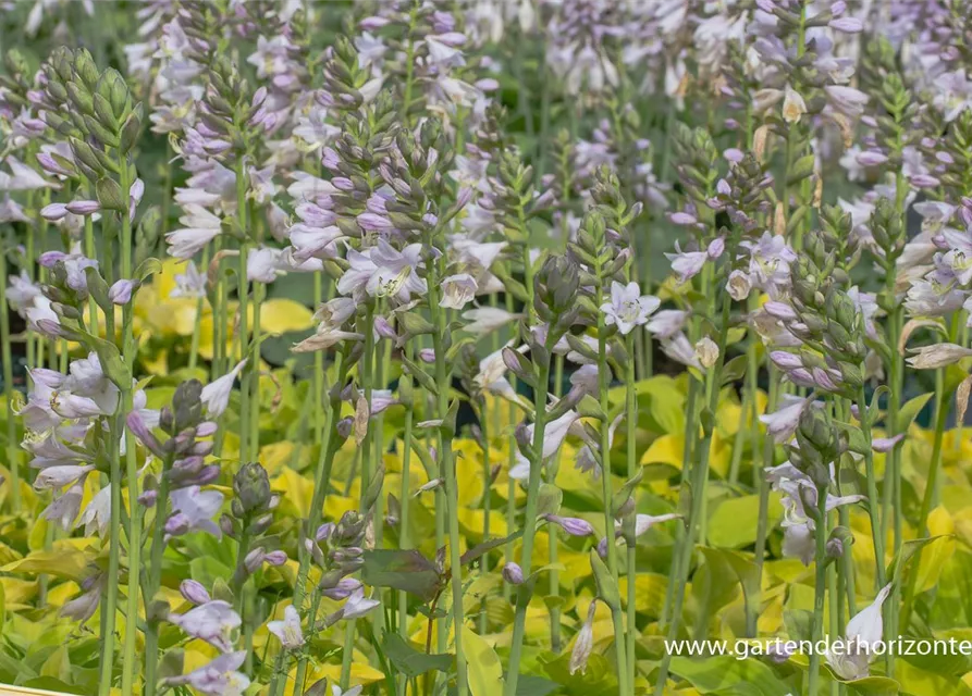 Gelblaubige Garten-Funkie 'August Moon'