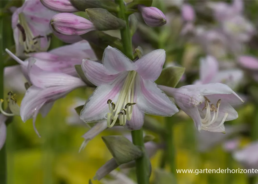 Gelblaubige Garten-Funkie 'August Moon'