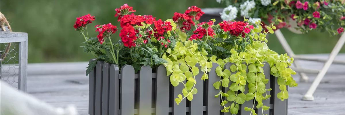 Verbena aufrecht, rot